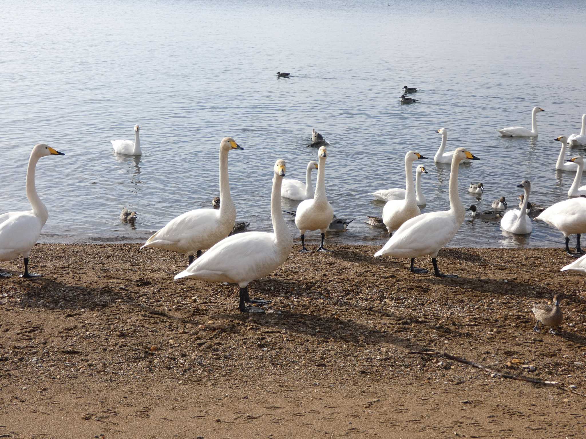 Whooper Swan