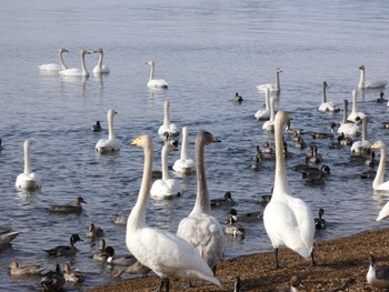 Whooper Swan 猪苗代湖 Mon, 1/23/2023