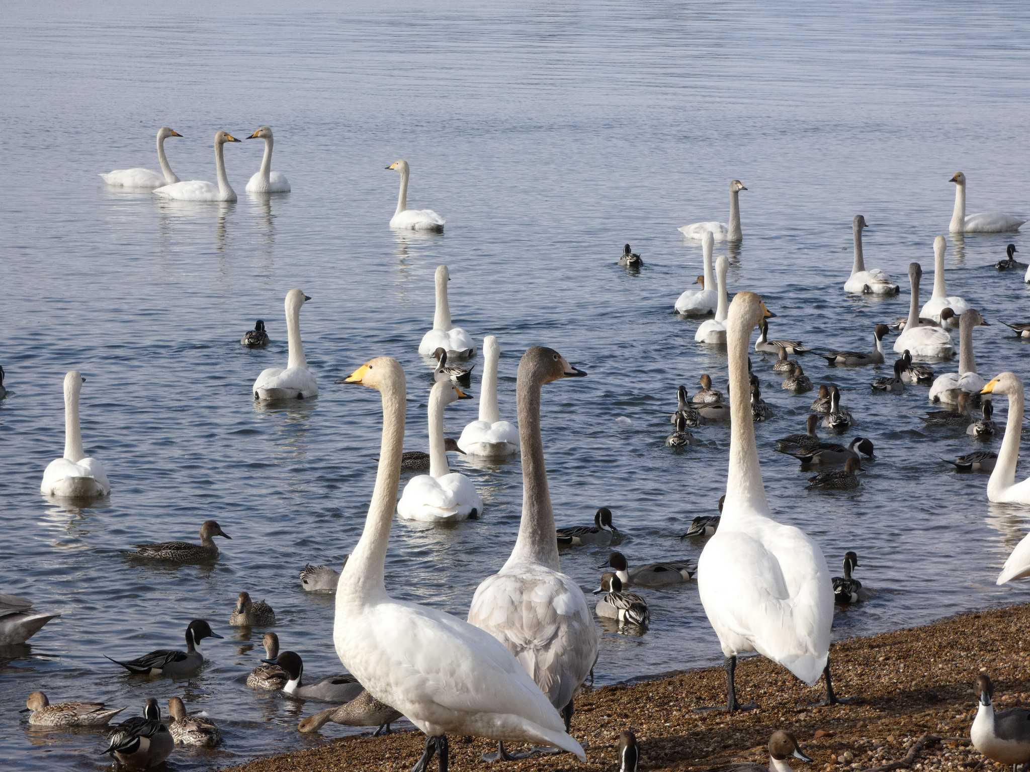 Whooper Swan