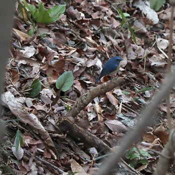 Red-flanked Bluetail 片倉城跡公園 Sun, 3/19/2023