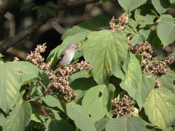 Grey-streaked Flycatcher 五箇山 Tue, 10/11/2022