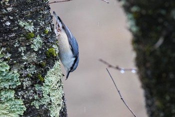 Eurasian Nuthatch 西湖野鳥の森公園 Sat, 3/18/2023