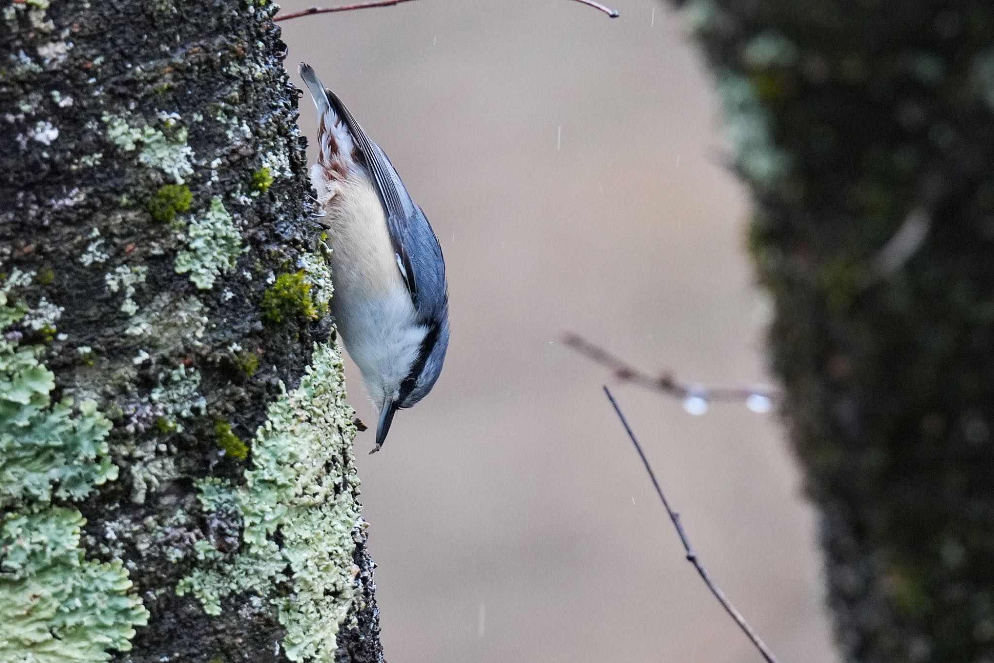西湖野鳥の森公園 ゴジュウカラの写真 by アポちん