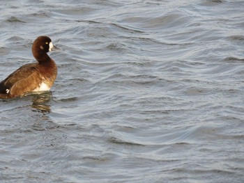 Sat, 5/12/2018 Birding report at Kasai Rinkai Park