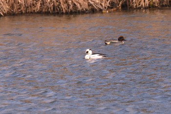 Smew 青森県小川原湖 Fri, 3/25/2022