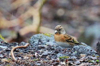 Brambling 西湖野鳥の森公園 Sat, 3/18/2023