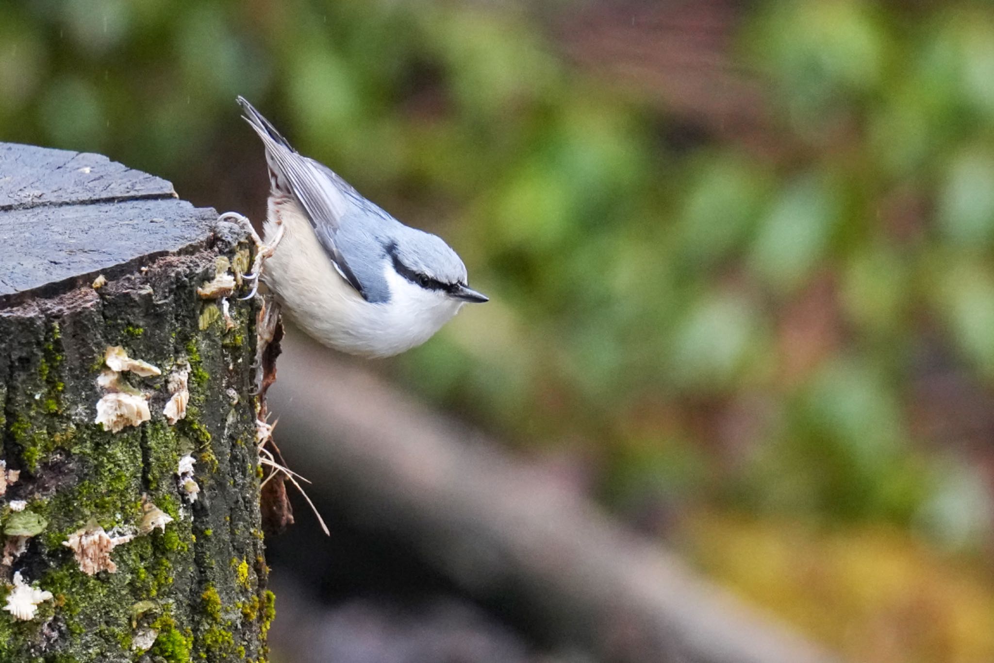 西湖野鳥の森公園 ゴジュウカラの写真 by アポちん