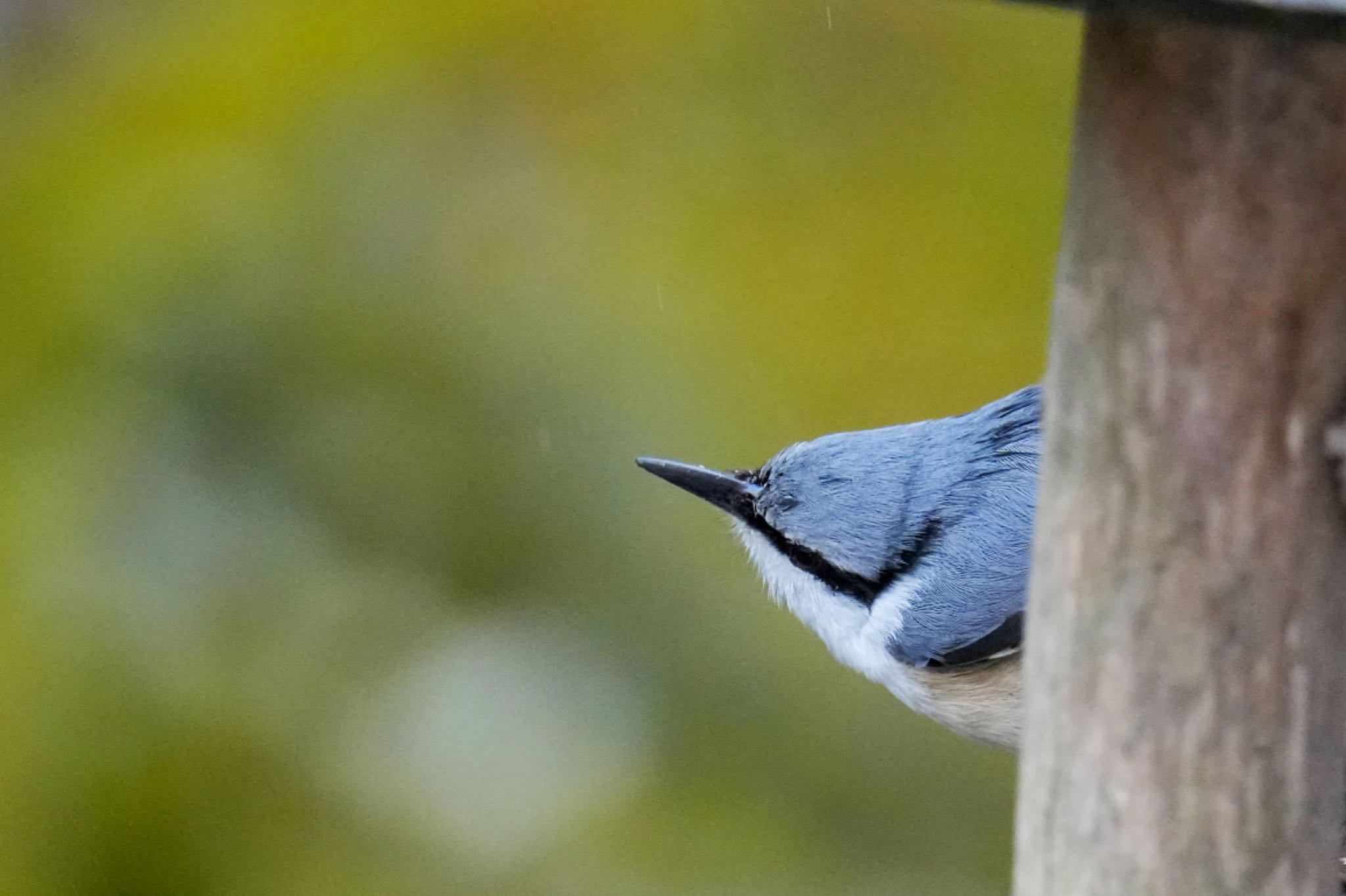 西湖野鳥の森公園 ゴジュウカラの写真 by アポちん