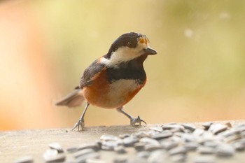 ヤマガラ 南アルプス邑野鳥公園 2023年3月18日(土)