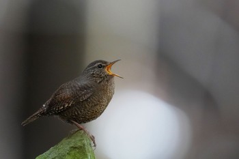 Sun, 3/19/2023 Birding report at 日向渓谷