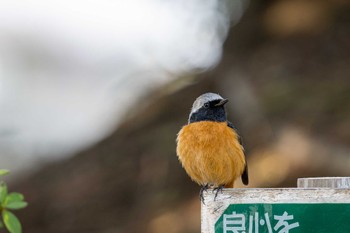 ジョウビタキ 金井遊水地(金井遊水池) 2023年3月19日(日)