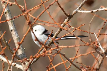 Long-tailed tit(japonicus) 北海道桧山郡江差町鯎川町逆川森林公園 Sun, 3/19/2023