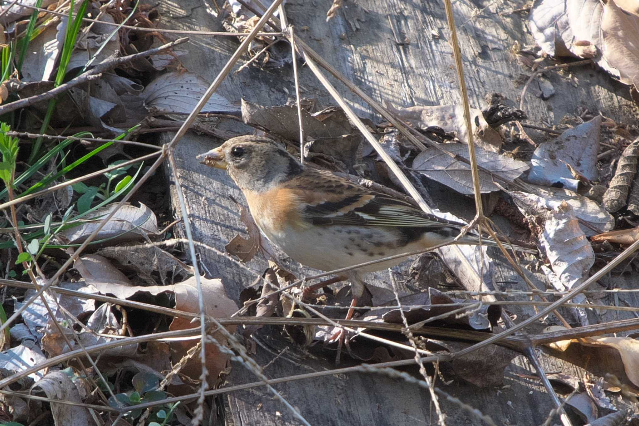 Brambling