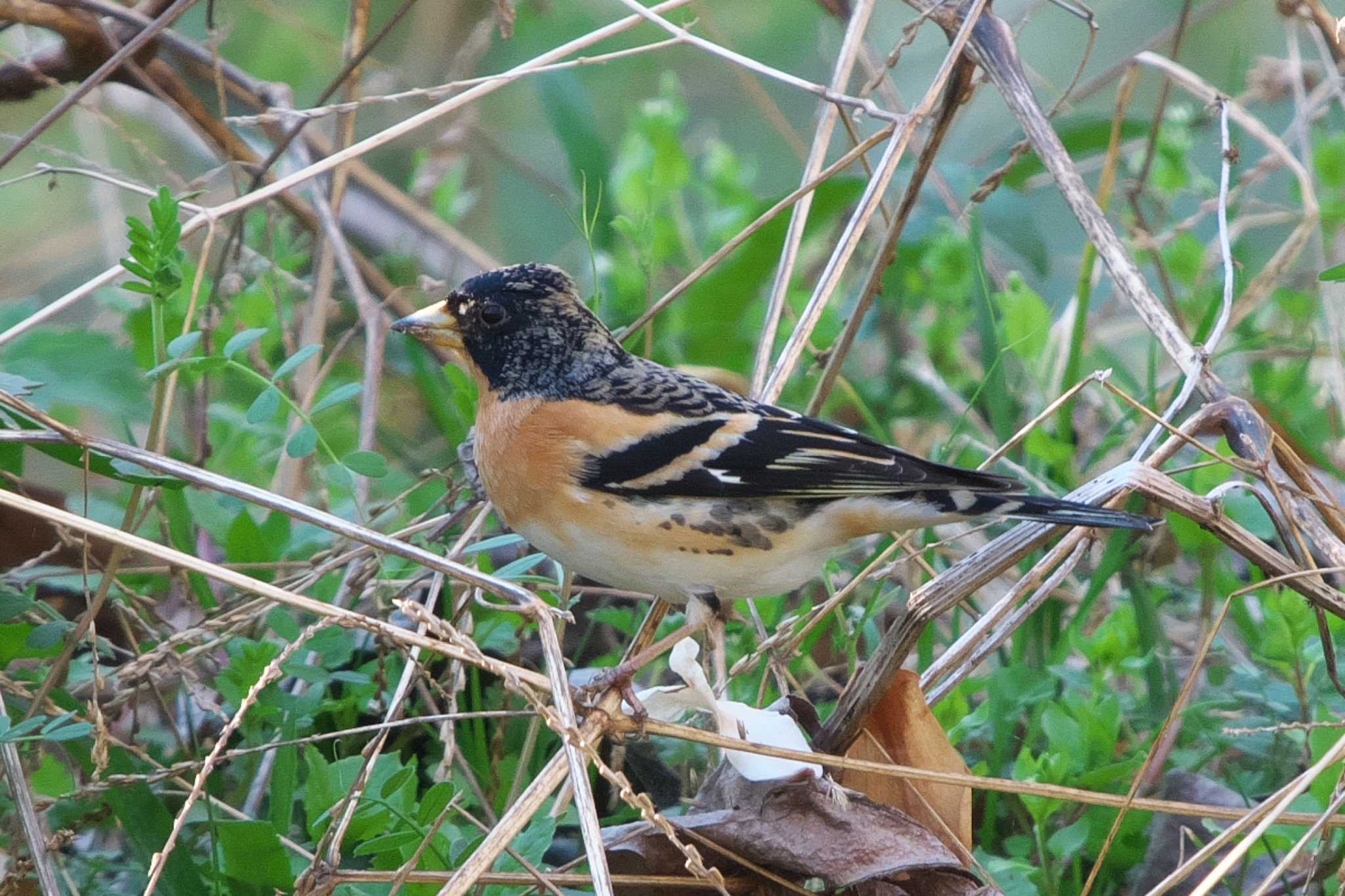 Brambling