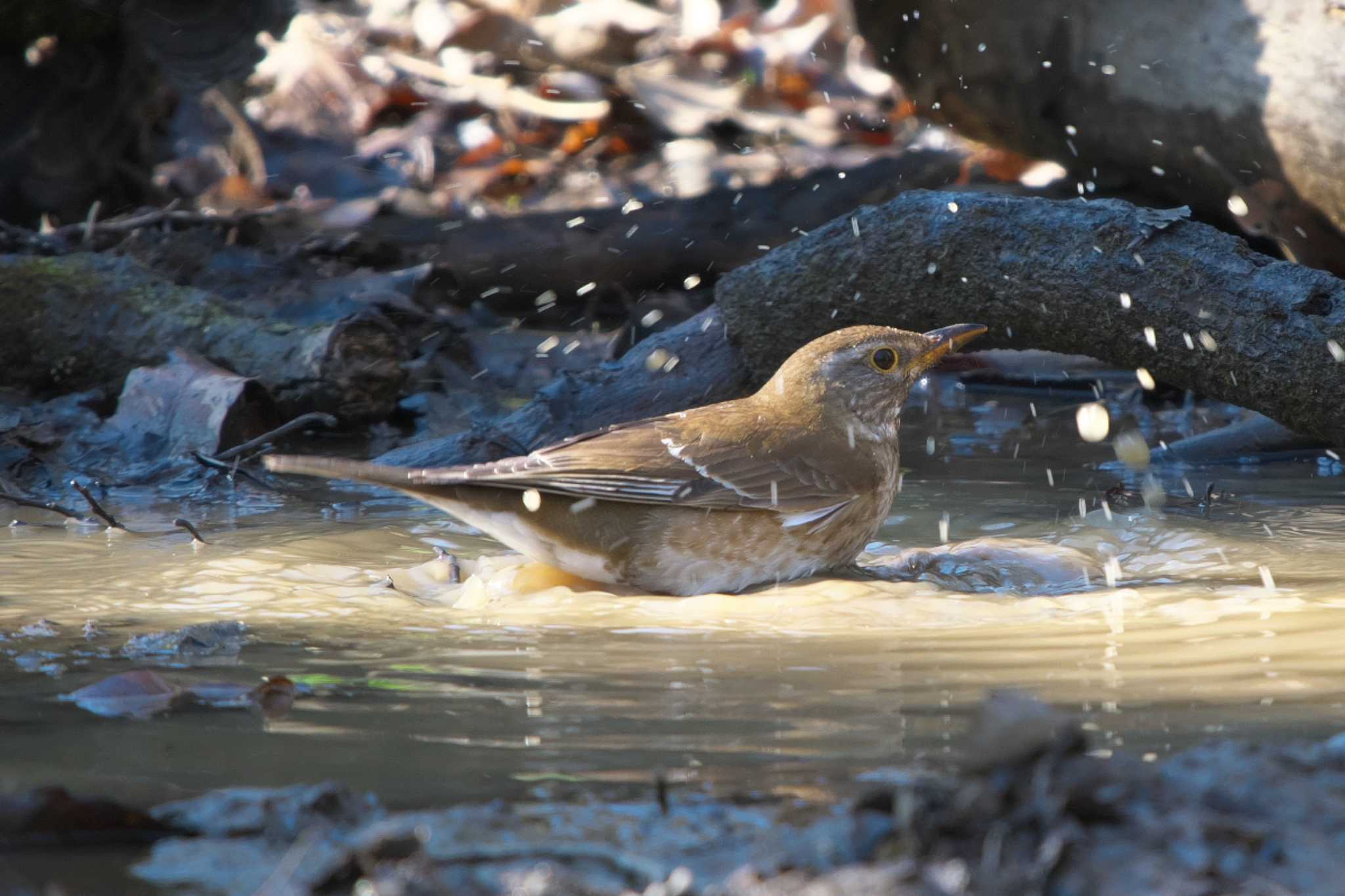 Pale Thrush