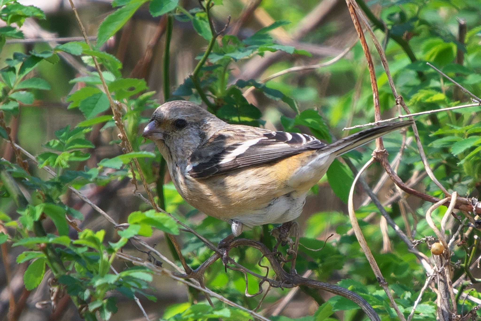 Siberian Long-tailed Rosefinch