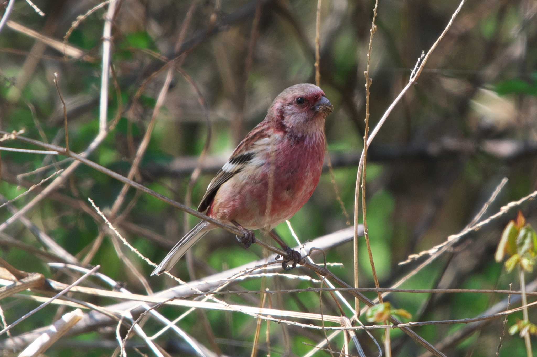 Siberian Long-tailed Rosefinch