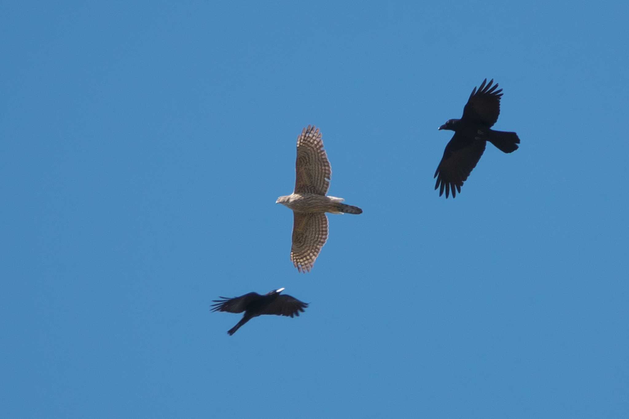 Eurasian Goshawk