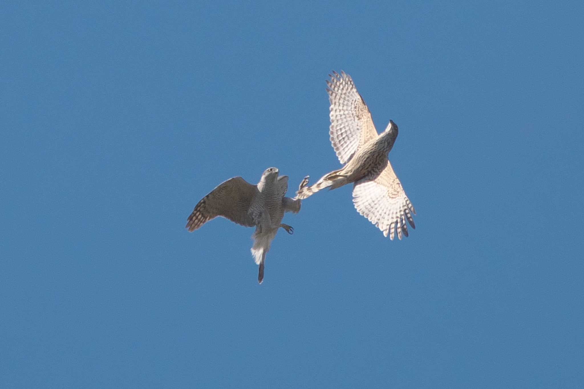 Eurasian Goshawk