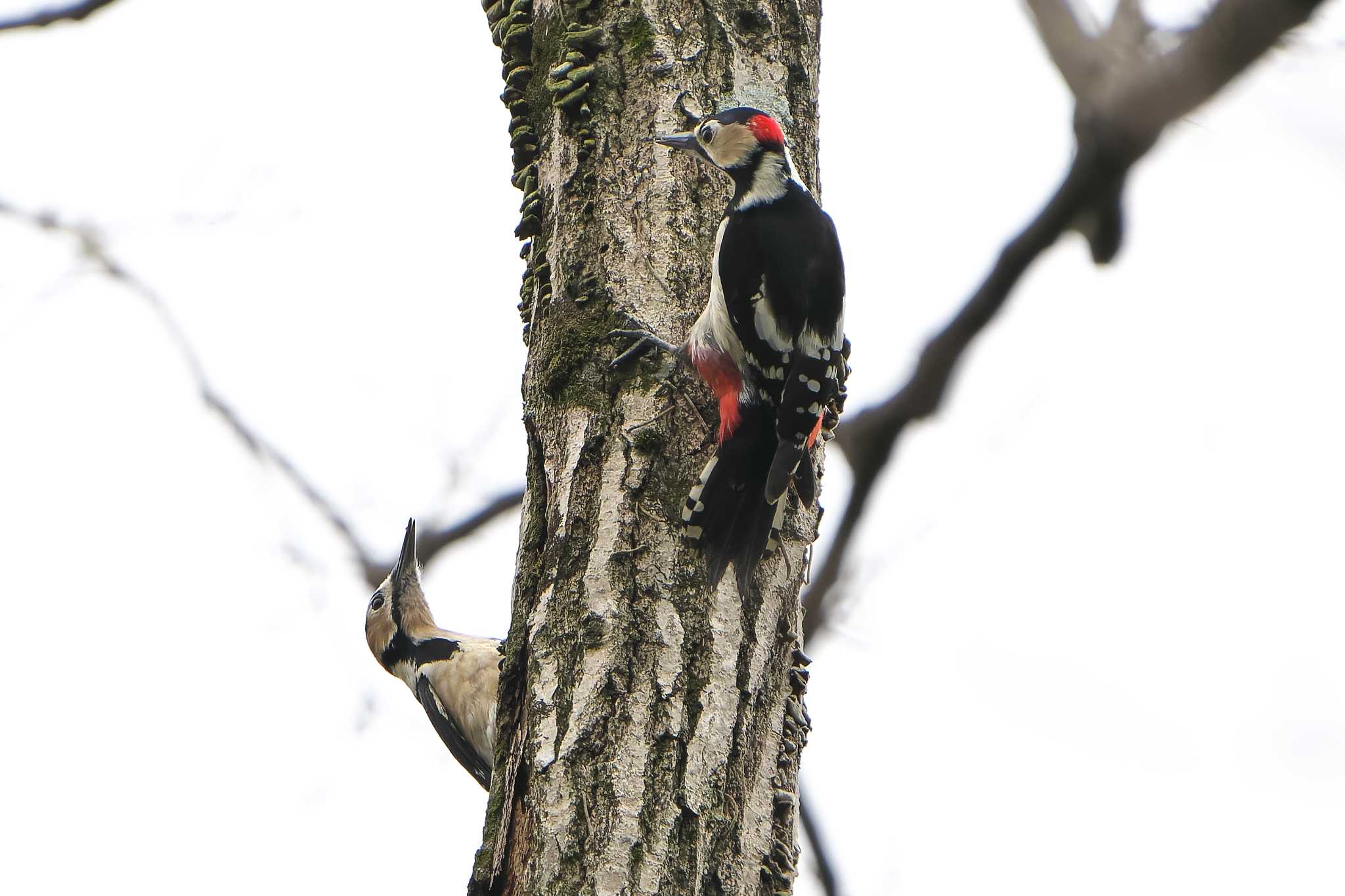 Great Spotted Woodpecker