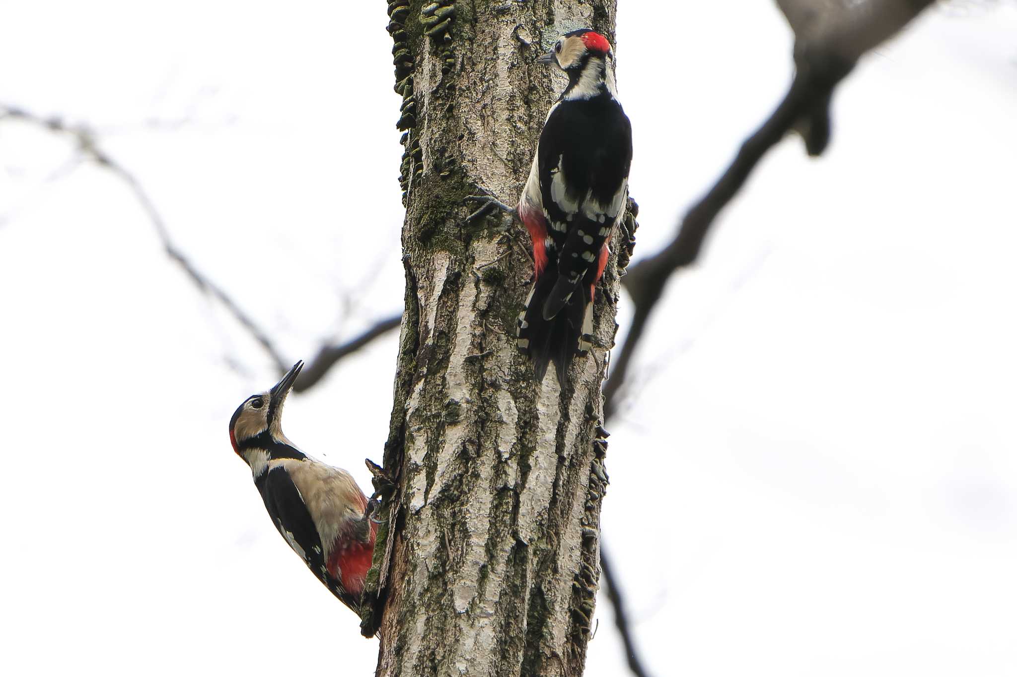 Great Spotted Woodpecker