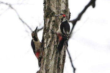 2023年3月18日(土) 明石市の野鳥観察記録