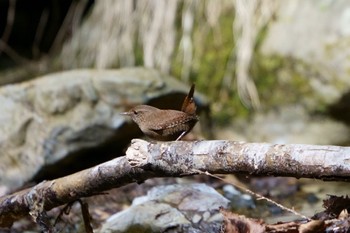 Eurasian Wren 東京都 Wed, 3/15/2023