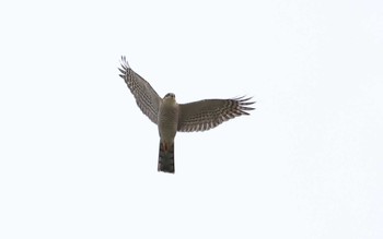 Eurasian Sparrowhawk 愛知県 Fri, 3/17/2023