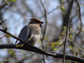 2023年3月19日(日) 小宮公園(八王子)の野鳥観察記録