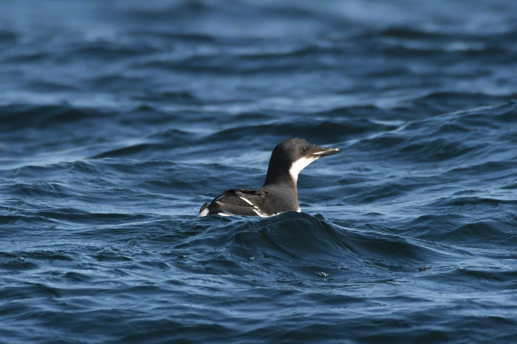 Photo of Thick-billed Murre at 野付~落石 by でみこ