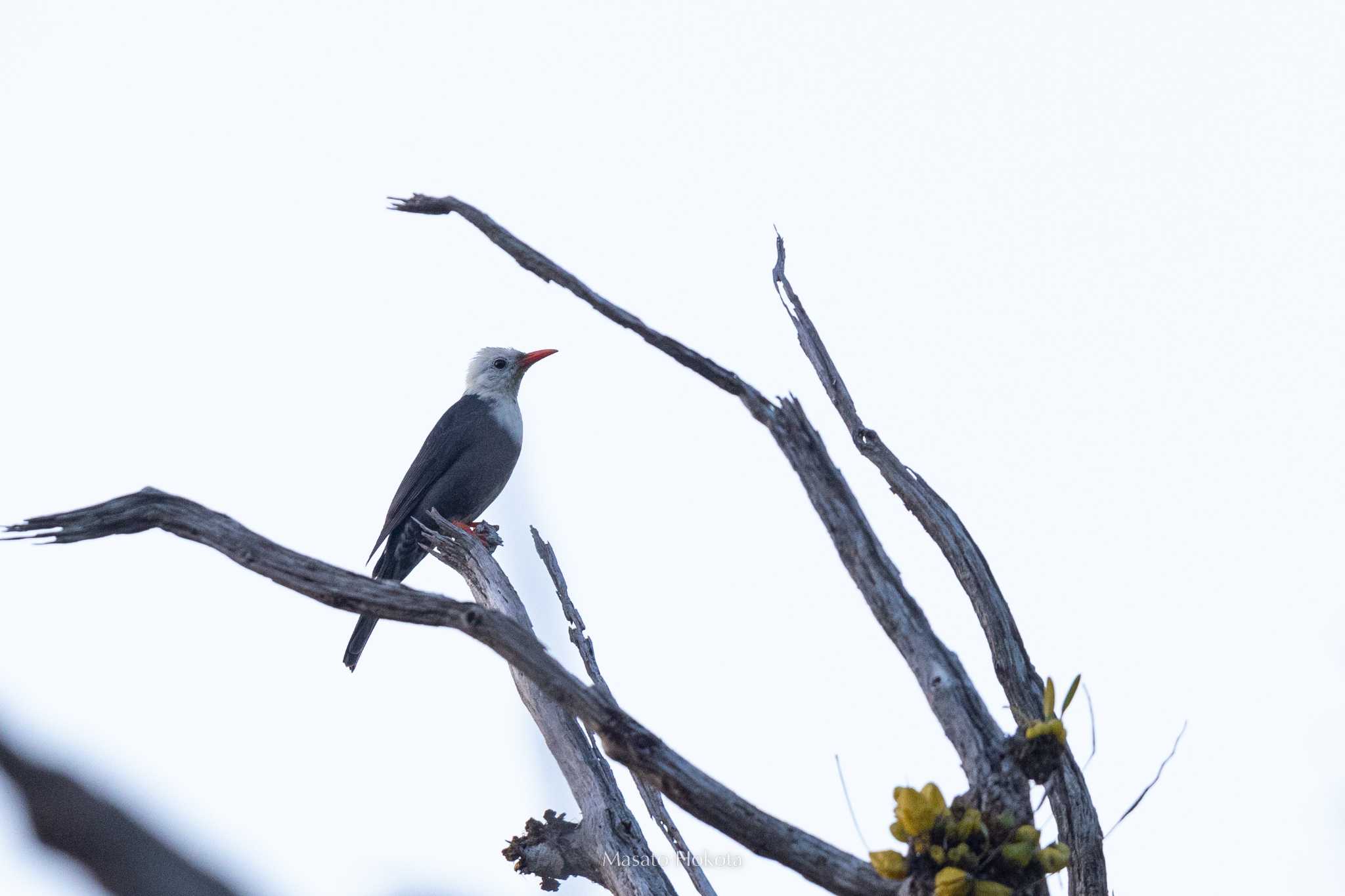 White-headed Bulbul