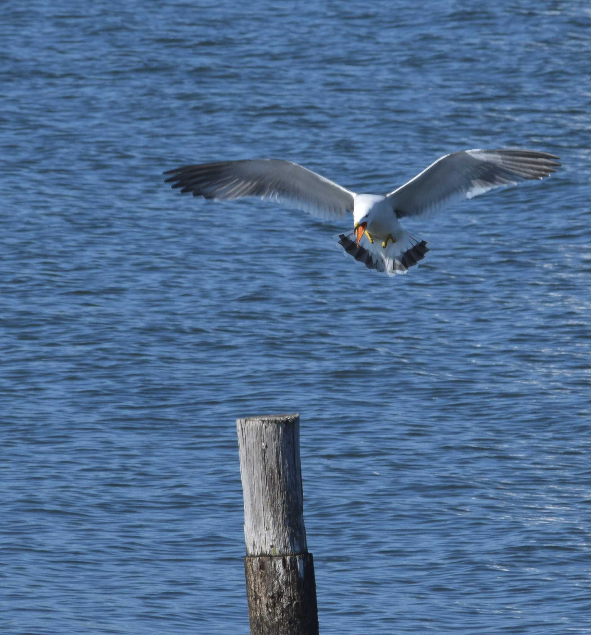 葛西臨海公園 ウミネコの写真 by NM🐥📷