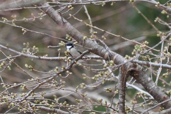 シジュウカラ 南アルプス邑野鳥公園 2023年3月17日(金)