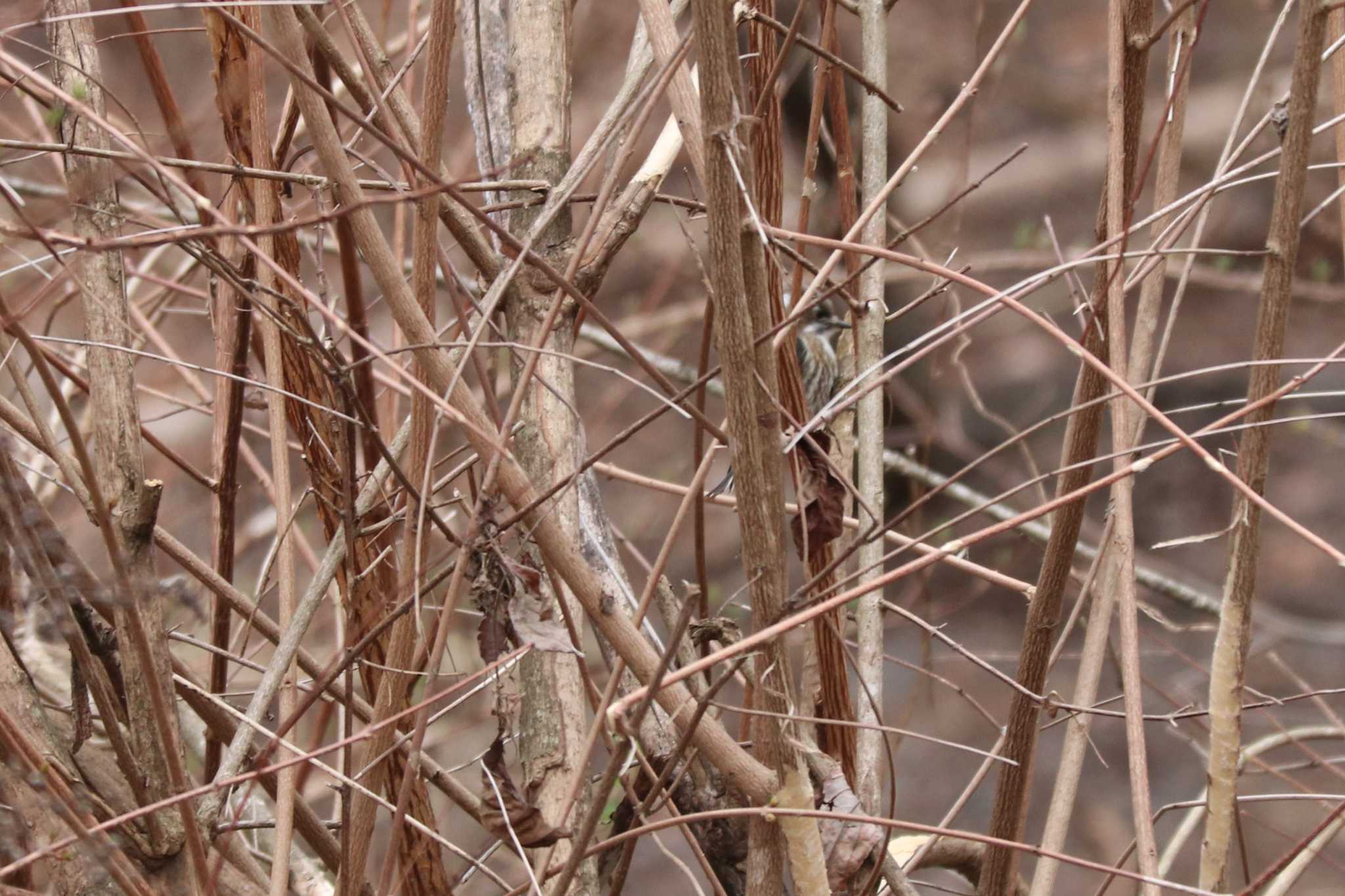 Japanese Pygmy Woodpecker