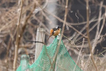 ジョウビタキ 南アルプス邑野鳥公園 2023年3月17日(金)