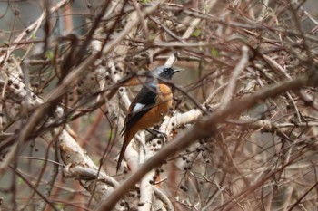 ジョウビタキ 南アルプス邑野鳥公園 2023年3月17日(金)