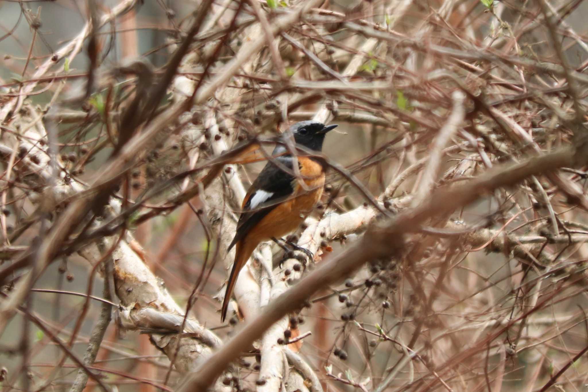 Daurian Redstart