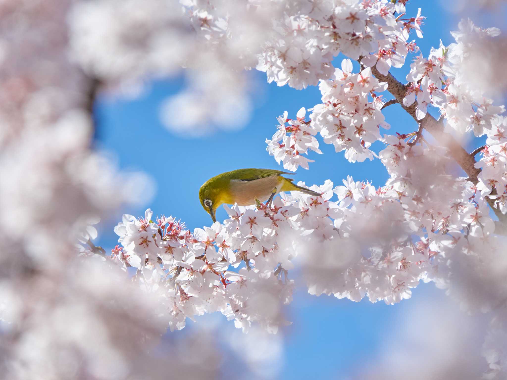 Photo of Warbling White-eye at 東郷寺 by Shinichi.JPN