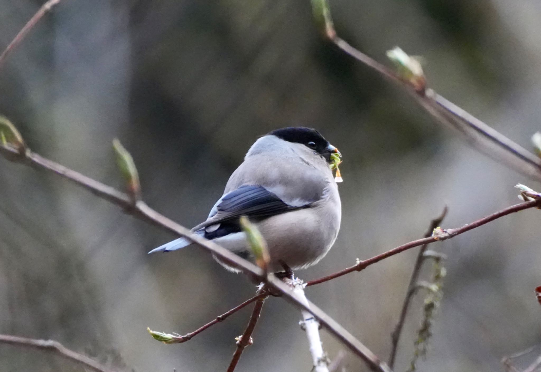 Photo of Eurasian Bullfinch at 日向渓谷 by Kuu