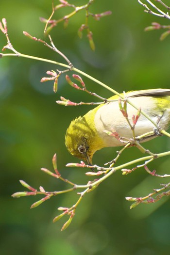 Warbling White-eye Osaka Tsurumi Ryokuchi Sun, 3/19/2023