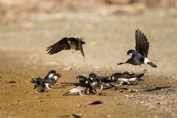 Asian House Martin Unknown Spots Sat, 5/12/2018