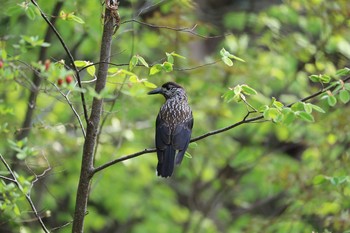 ホシガラス 北海道 函館市 見晴公園 2018年5月12日(土)