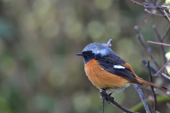 2023年3月19日(日) 長浜公園の野鳥観察記録