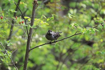 ホシガラス 北海道 函館市 見晴公園 2018年5月12日(土)