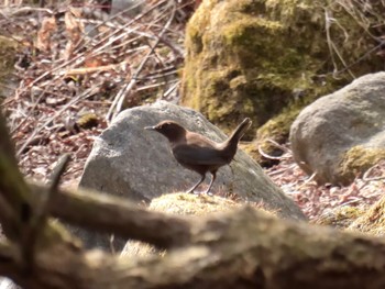 カワガラス SUBARUふれあいの森 赤城 2023年3月12日(日)