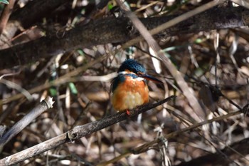 カワセミ 舞岡公園 2023年3月19日(日)