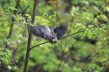 Spotted Nutcracker Miharashi Park(Hakodate) Sat, 5/12/2018