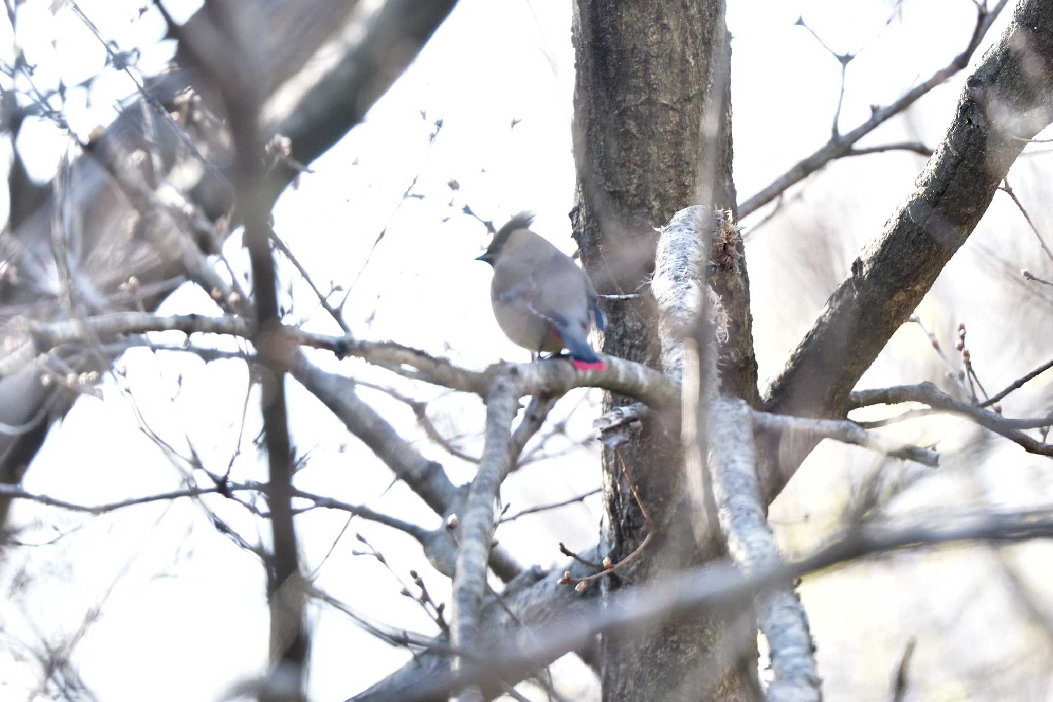 舞岡公園 ヒレンジャクの写真