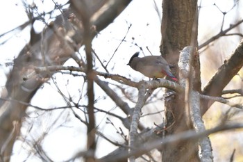 2023年3月19日(日) 舞岡公園の野鳥観察記録