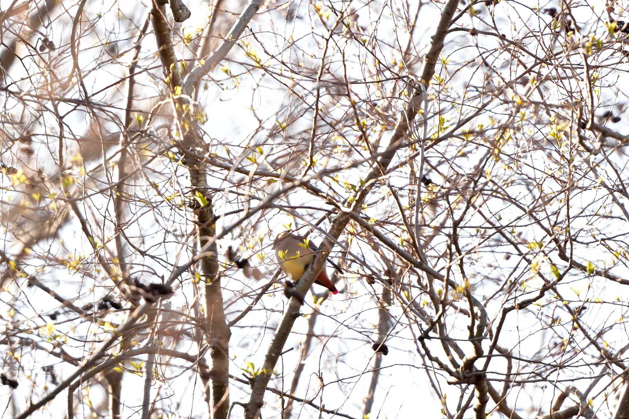 舞岡公園 ヒレンジャクの写真